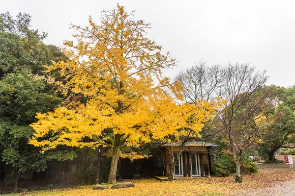 Drzewo ginkgo olbrzymie w sezonie jesień. Kioto, Japonia. — Zdjęcie stockowe