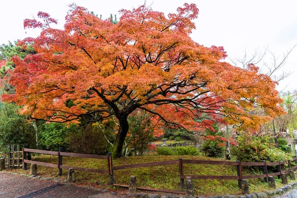 Árbol de arce en el parque público cuando llega el otoño . — Foto de Stock