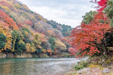 Sonbahar renkleri sezonunda Arashiyama, Kyoto, Japonya