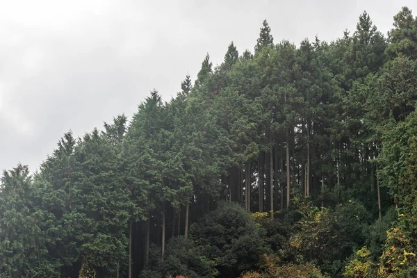 Bosque de cedros que cubre la ladera de la montaña en otoño . — Foto de Stock