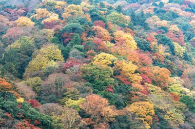 Renkli sonbahar yaprakları dağ orman, Arashiyama alan, Kyoto, Japonya.