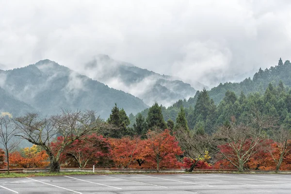 Sisin içinde sedir orman dağ manzarası. Nara, Japonya.