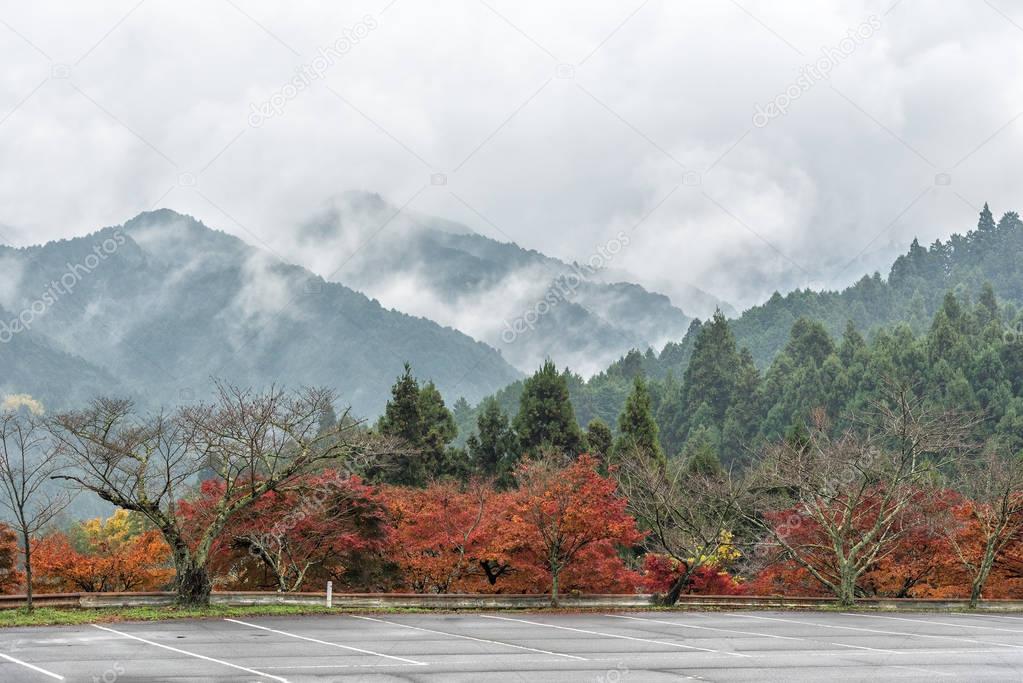 Cedar forest  mountain scenery in the mist. Nara, Japan.