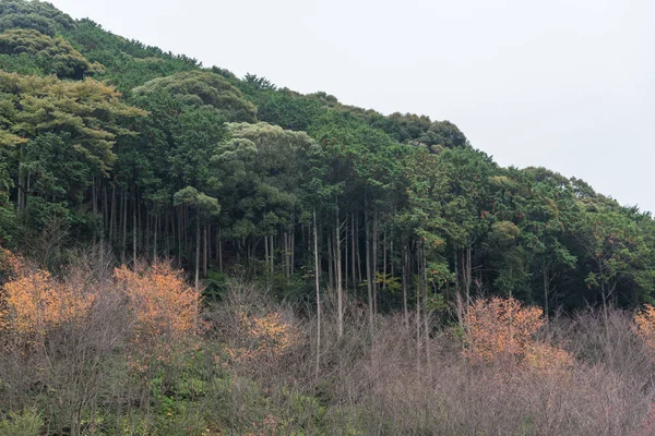 Bosque de cedros que cubre la ladera de la montaña en otoño . — Foto de Stock