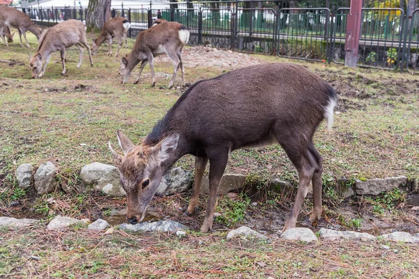 关门的鹿在日本奈良公园. — 图库照片