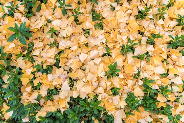 Yellow ginkgo leaves falling on green leaves in autumn.