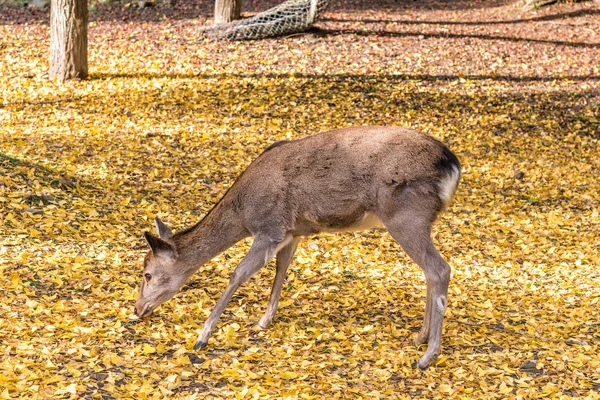 Gros plan du cerf sur les feuilles de ginko jaune . — Photo