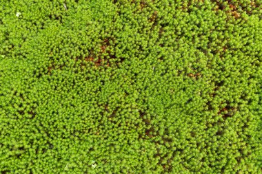 O yeşil yaprakları yosun kadar kapatın 