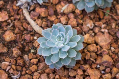 Kaktüs taşı gül çöl bahçesinde kapatın.