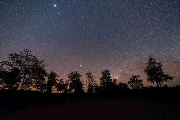 Night sky with star and tree