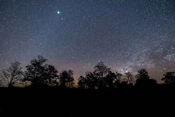 stock image Night sky with star and tree.