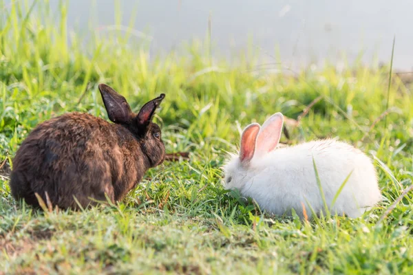 Hnědý a Bílý králík na trávě. — Stock fotografie
