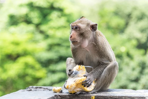 Junger männlicher Affe frisst frischen Mais. — Stockfoto
