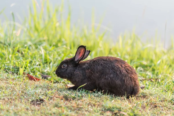 Hnědá králík na trávě. — Stock fotografie