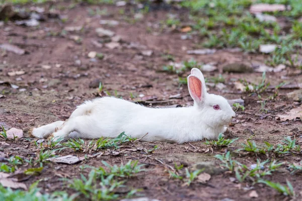 White rabbit on the grass. — Stock Photo, Image