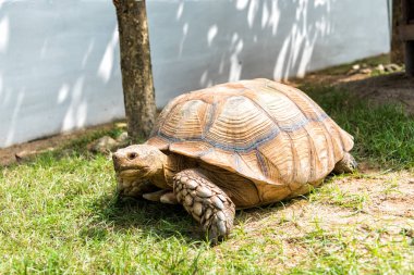 Galapagos dev kaplumbağa ayakta yeşil çimenlerin üzerinde.