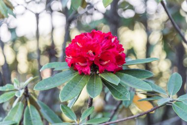 Doğada kırmızı ormangülü çiçek.