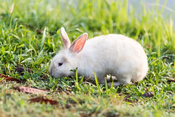 Bílý králík na trávě. — Stock fotografie