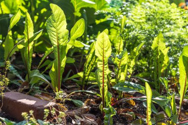 Sebze için sağlıklı gıda büyüyor.