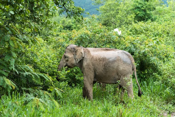 Азиатский слон в дикой природе. Национальный парк Куи Бури. Таиланд — стоковое фото