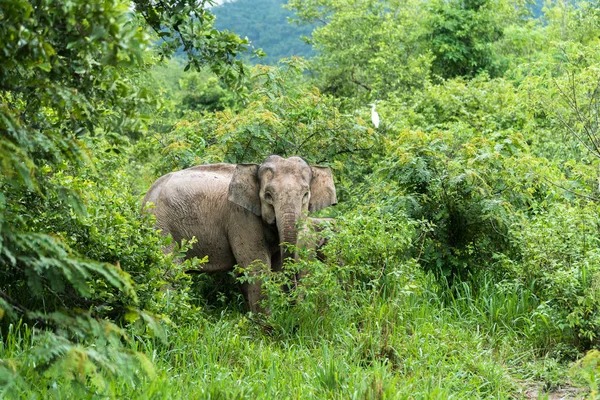 Азиатский слон в дикой природе. Национальный парк Куи Бури. Таиланд — стоковое фото