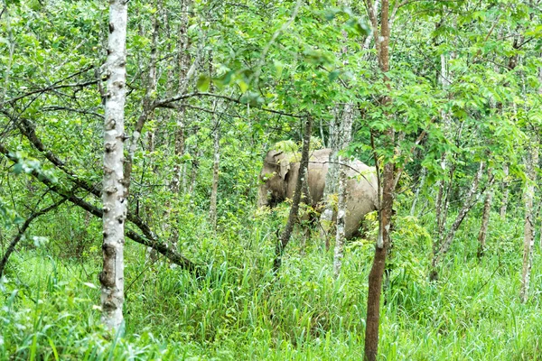 在野外生活的亚洲象。魁武里国家公园。泰国 — 图库照片
