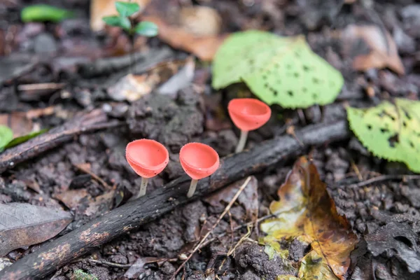 Primer plano Champán hongo (Recetas Cookeina) en la selva tropical . — Foto de Stock