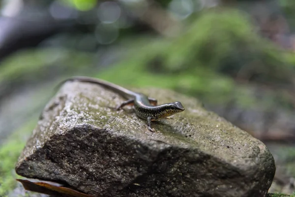 Variabled skinken, slanke Skink van de zon op de rots in tropisch regenwoud. — Stockfoto