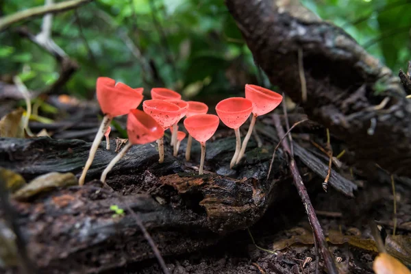 Close up Mushroom Champagne (Cookeina sulcipes) in rain forest. — Stock Photo, Image