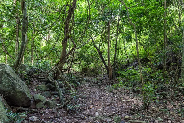 Selva tropical en el Parque Nacional Khao Yai, Tailandia — Foto de Stock