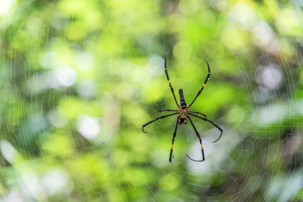 Golden web spider on spider web in rain forest. — Stock Photo, Image