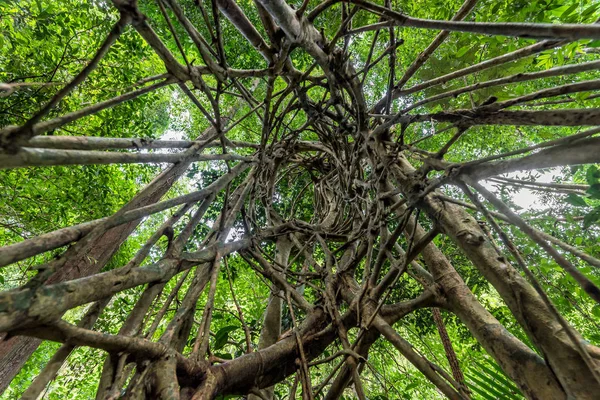Tropikal yağmur ormanlarında aşağıdan ağacının dalları.