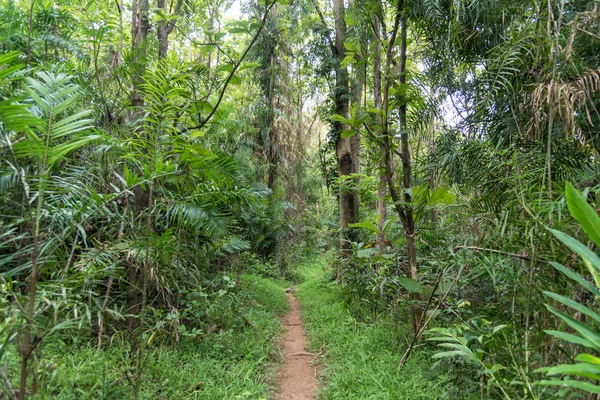 在泰国考艾国家公园步行到热带雨林 — 图库照片