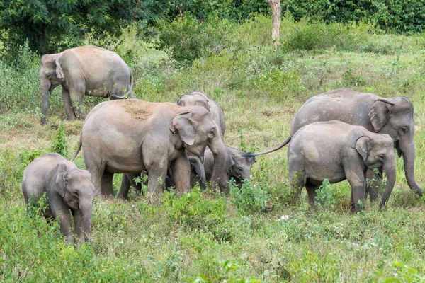 Vida silvestre de la familia Elefante asiático caminando y buscando hierba para comer en el bosque. Parque Nacional Kui Buri. Tailandia . — Foto de Stock