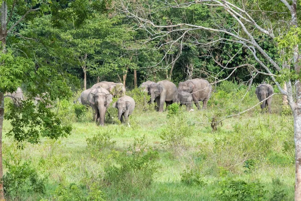 Vida silvestre de la familia Elefante asiático caminando y buscando hierba para comer en el bosque. Parque Nacional Kui Buri. Tailandia . — Foto de Stock