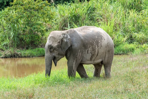 Wildlife of Asian Elephant in forest. Parque Nacional Kui Buri. Tailandia . — Foto de Stock