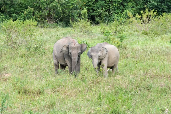 Wildlife of Young Asian Elephant eating grass in forest. Parque Nacional Kui Buri. Tailandia . — Foto de Stock