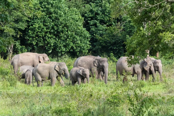 Дикая природа семьи азиатских слонов ходит и ищет траву для еды в лесу. Национальный парк Куи Бури. Таиланд . — стоковое фото