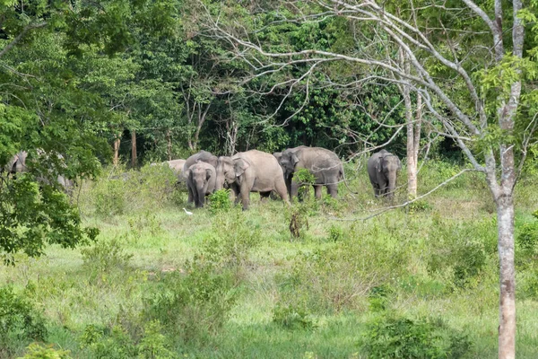 Natuur van de familie Aziatische olifant wandelen en op zoek naar gras voor voedsel in het bos. Kui Buri Nationaal Park. Thailand. — Stockfoto