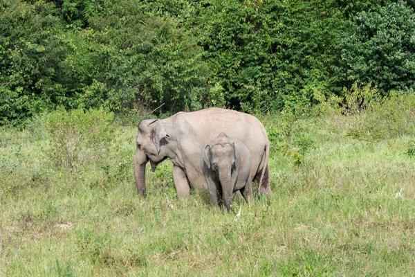 Άγριας ζωής της οικογένειας ασιατικός ελέφαντας περπάτημα και ψάχνει χόρτο για φαγητό στο δάσος. Kui Buri εθνικό πάρκο. Ταϊλάνδη. — Φωτογραφία Αρχείου