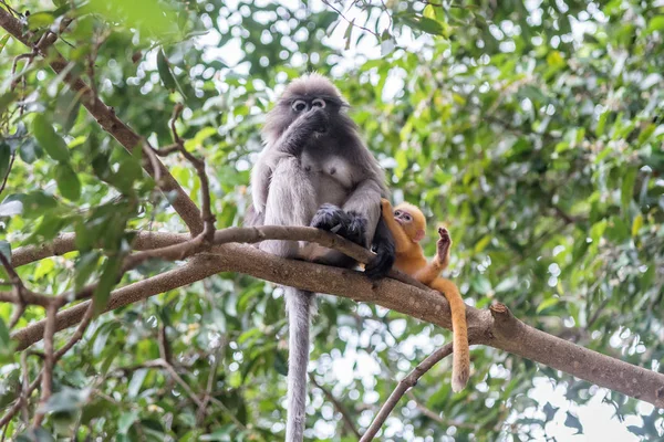 Dusky leaf monkey and little Dusky leaf monkey in the forest. — Stock Photo, Image