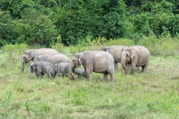 Дикая природа семьи азиатских слонов ходит и ищет траву для еды в лесу. Национальный парк Куи Бури. Таиланд . — стоковое фото