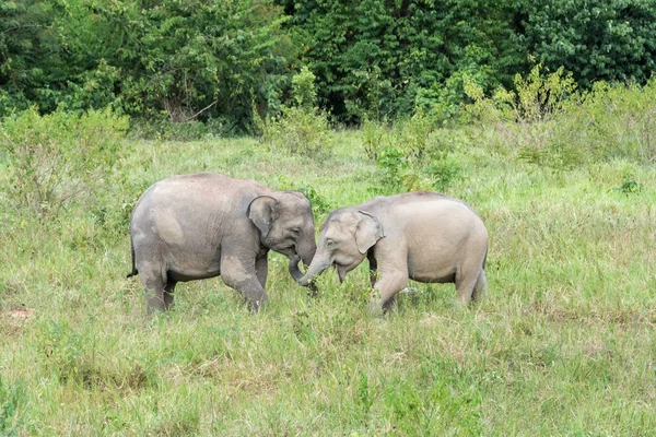 Дикая природа молодого азиатского слона ест траву в лесу. Национальный парк Куи Бури. Таиланд . — стоковое фото
