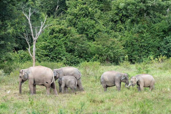 Wildlife of family Asian Elephant walking and looking grass for food in forest. Kui Buri National Park. Thailand.
