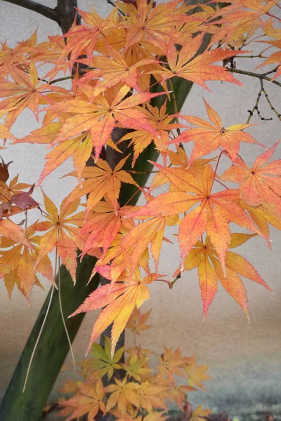Beautiful orange color of maple leaves in autumn.