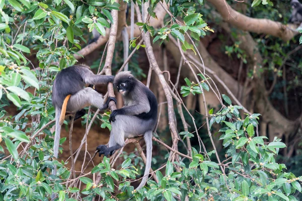 Dämmerung Blatt Affen am Baum. — Stockfoto
