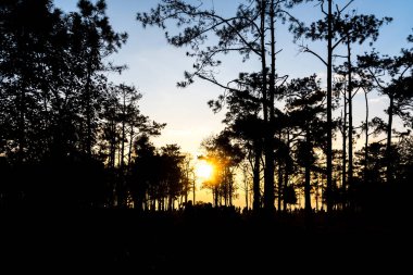 Ormanda gün doğumu. Phukradueng Milli Parkı. Tayland.