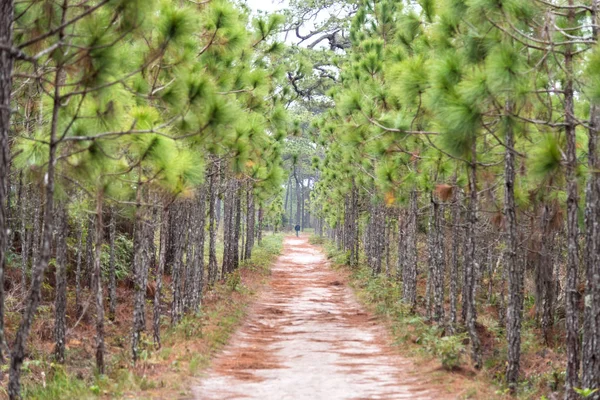 Walk and bicycle way wit pine forest. Phukradung national park, Thailand. — Stock Photo, Image
