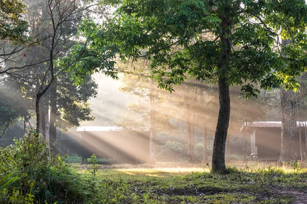 Mañana brumosa con rayo de sol en el bosque verde ; — Foto de Stock