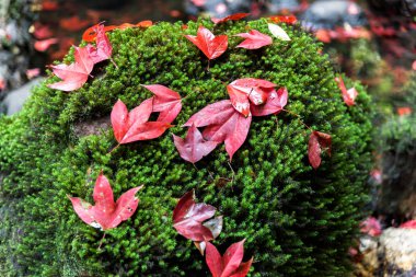 Kırmızı akçaağaç yaprağı yeşil yosun.